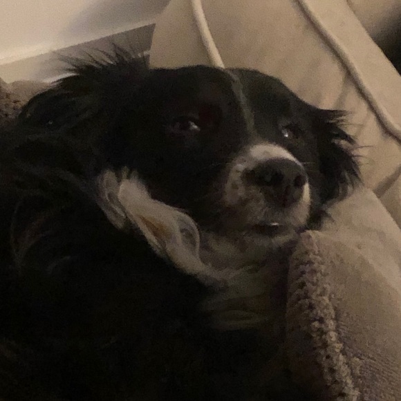 Meet your Posher, Cedar - Picture 1 of 1